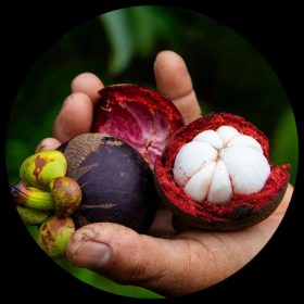 Mangosteen Seeds