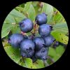 Low Bush Blueberry
