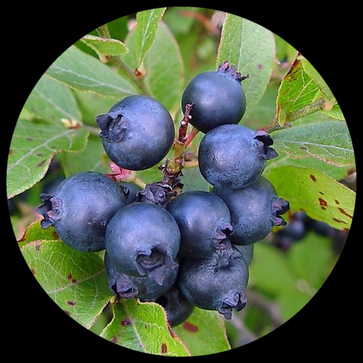 Low Bush Blueberry Low Bush Blueberry