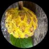 Rare Annona Edulis Rare Annona Edulis