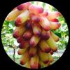 Finger Grape Finger Grape