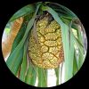 Tahitian Screwpine (Pandanus Tectorius)