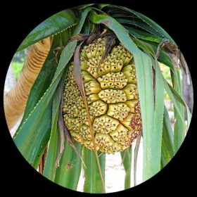 Tahitian Screwpine (Pandanus Tectorius)