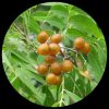 Soapberry (Sapindus Saponaria)