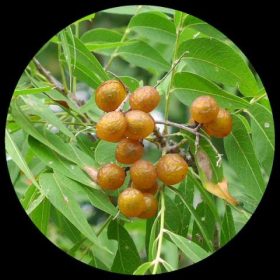 Medicinal Plants - Ivy Paradise