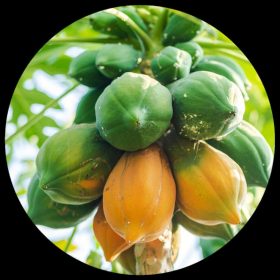 Papaw Papaya
