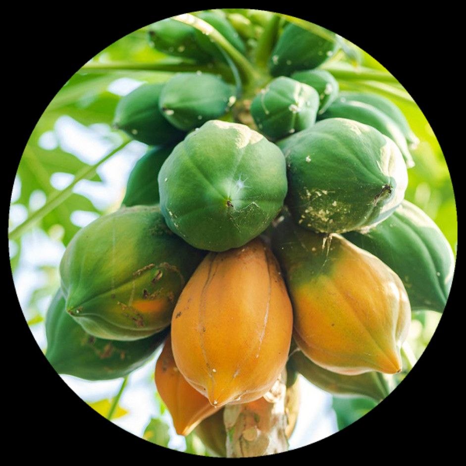 Papaw Papaya Papaw Papaya