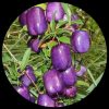 Purple Apple Berry
