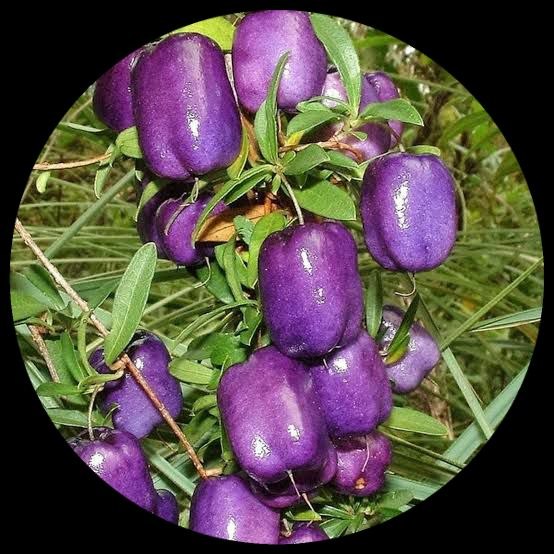 Purple Apple Berry Purple Apple Berry