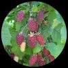 Tayberry (Rubus Fruticosus) Tayberry (Rubus Fruticosus)