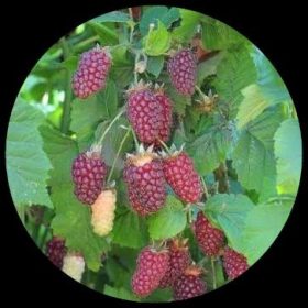Exotic Fruit Plants - Ivy Paradise