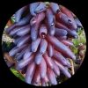 Witch Finger Grape