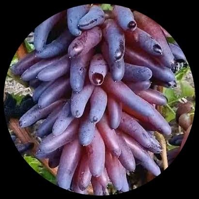 Witch Finger Grape Witch Finger Grape