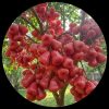 Java Apple (Wax Jambu)