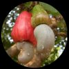 Cashew Nut Seeds