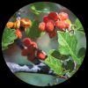 Skunkbush Sumac (Rhustrilobata)