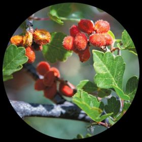 Skunkbush Sumac (Rhustrilobata)