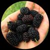 Black Mulberry Exotic