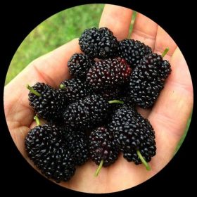Black Mulberry Exotic
