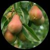 Cocktail Pear (Pyrus Communis) Cocktail Pear (Pyrus Communis)