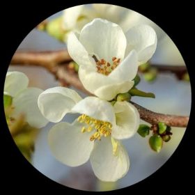 Flowering Quinee