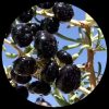 Black Gojiberry