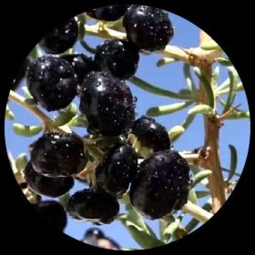 Fruit Plants - Ivy Paradise
