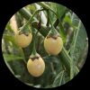 Kangaroo Apple (Solanum Laciniatum) Kangaroo Apple (Solanum Laciniatum)