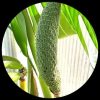 Swiss Cheese (Monstera Deliciosa)