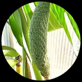 Swiss Cheese (Monstera Deliciosa)