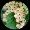 White Gooseberry
