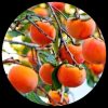 American Persimmon