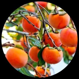 American Persimmon