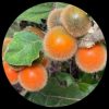 Naranjilla Lulo