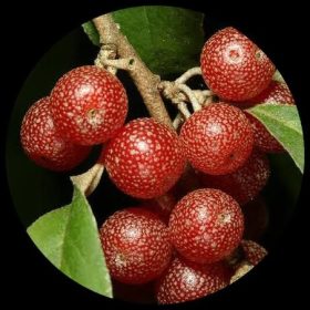 Japanese Silverberry (Autumn Olive)