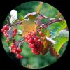 American Cranberry Bush