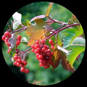 American Cranberry Bush