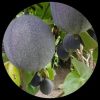 Sweet Calabash (Passiflora Morifolia) Sweet Calabash (Passiflora Morifolia)