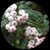 Tansmanian Snow Berry Tansmanian Snow Berry