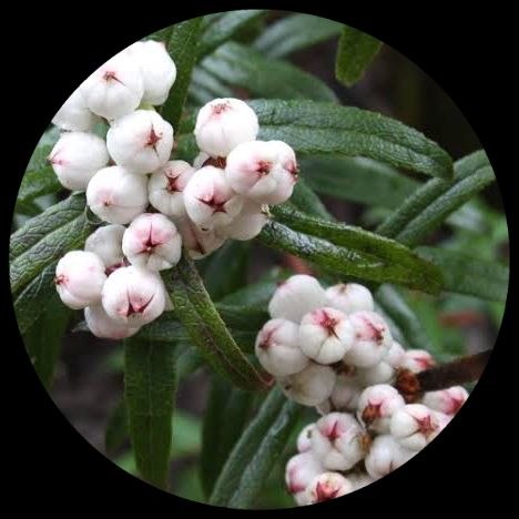 Tansmanian Snow Berry Tansmanian Snow Berry