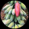 Musa Nagensium Banana