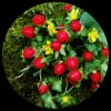 Mock Strawberry Mock Strawberry
