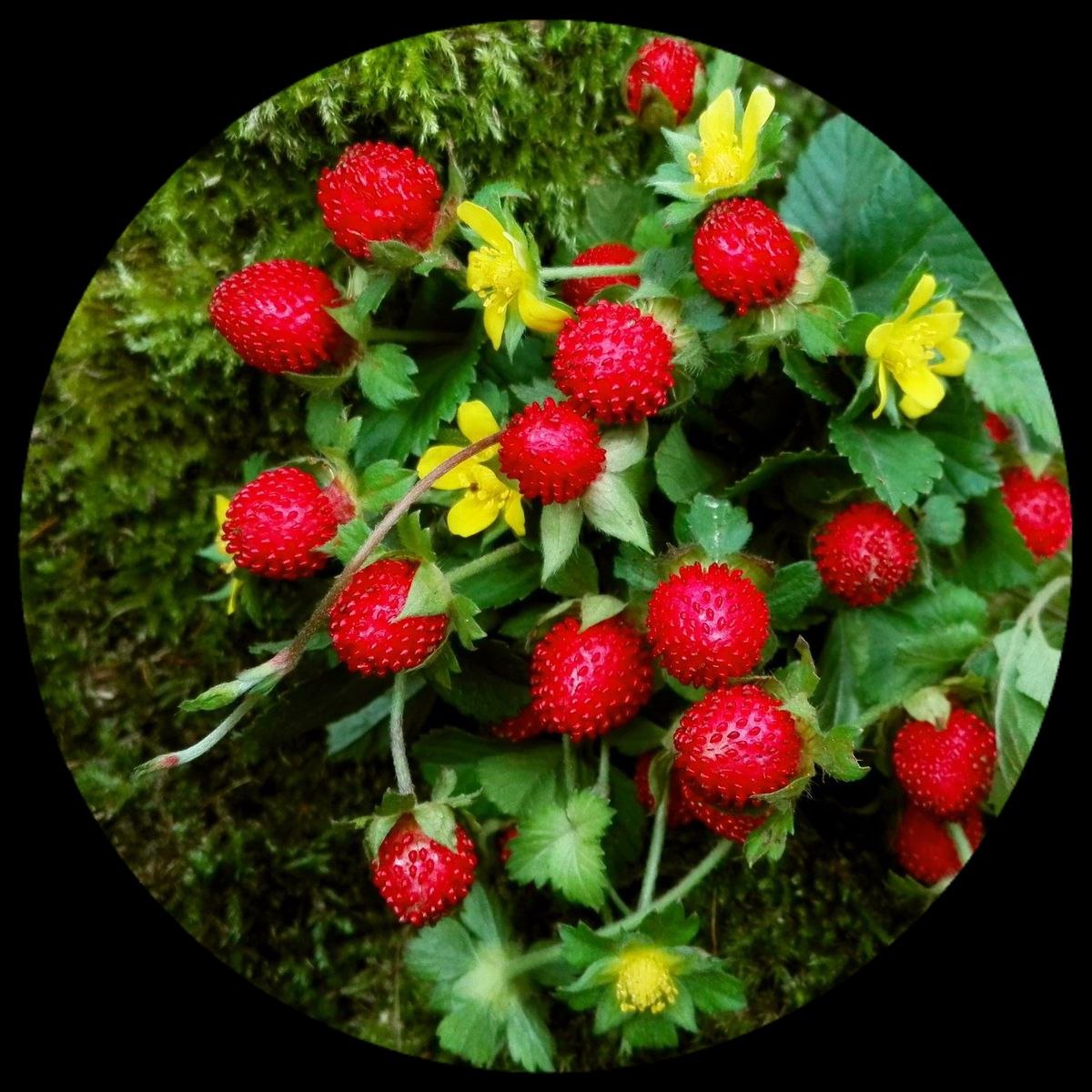 Mock Strawberry Mock Strawberry