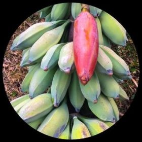 Musa Nagensium Banana