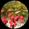 European Barberry (Simply Barberry)