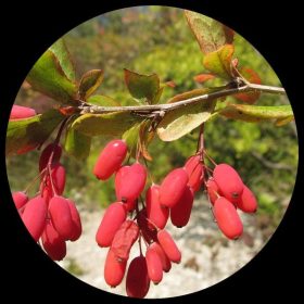 European Barberry (Simply Barberry)