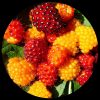 Salmonberry (Rubus Spectabilis) Salmonberry (Rubus Spectabilis)