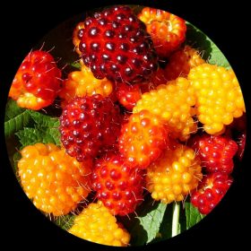 Salmonberry (Rubus Spectabilis)
