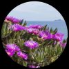 Hottentot Fig Ice