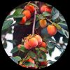 Japanese Persimmon